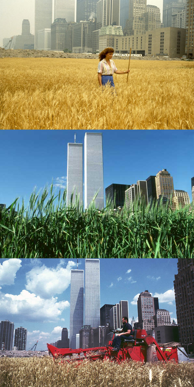 Agnes Denes: Búzamező, 1982, kép forrása: http://mtvinfoblogcom.blogspot.hu/