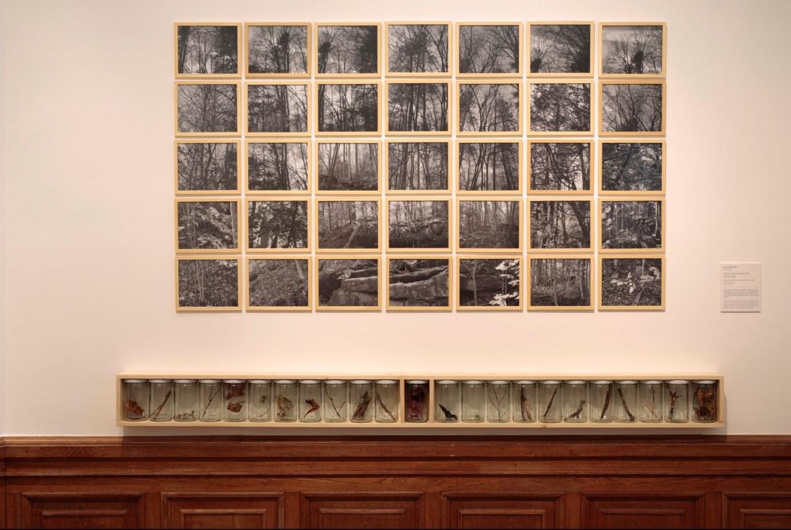 Alan Sonfist: New York City fáinak génbankja, 1974, kép forrása: Szépművészeti Múzeum