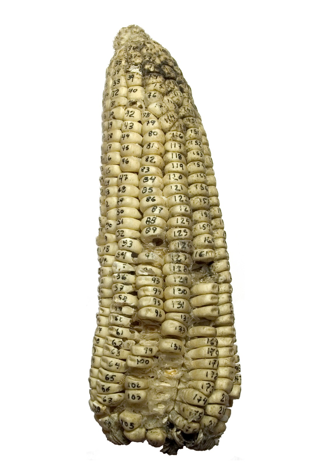 Damián Ortega: Elote clasificado, 2005